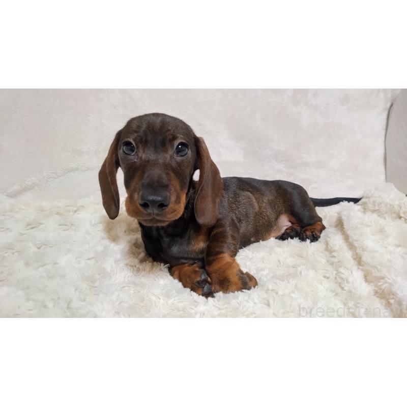 販売中の北海道のミニチュアダックスフンド(スムースヘアード)-420125の5枚目