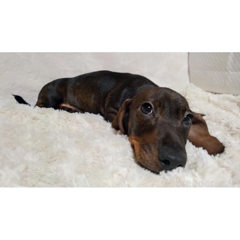 販売中の北海道のミニチュアダックスフンド(スムースヘアード)-420125の4枚目