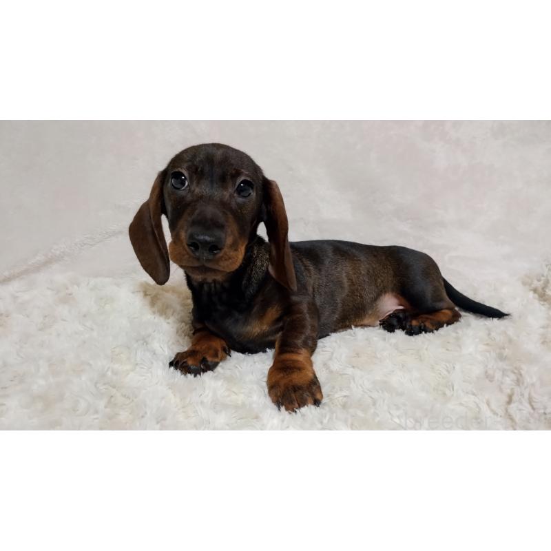 販売中の北海道のミニチュアダックスフンド(スムースヘアード)-420125の3枚目