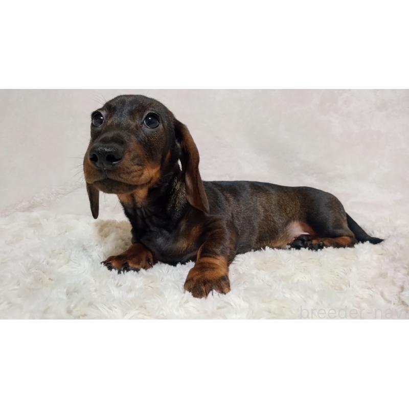 販売中の北海道のミニチュアダックスフンド(スムースヘアード)-420125の2枚目