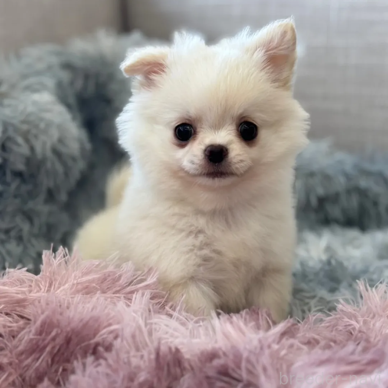 販売中の北海道のチワワ(ロングコート)-440747の1枚目