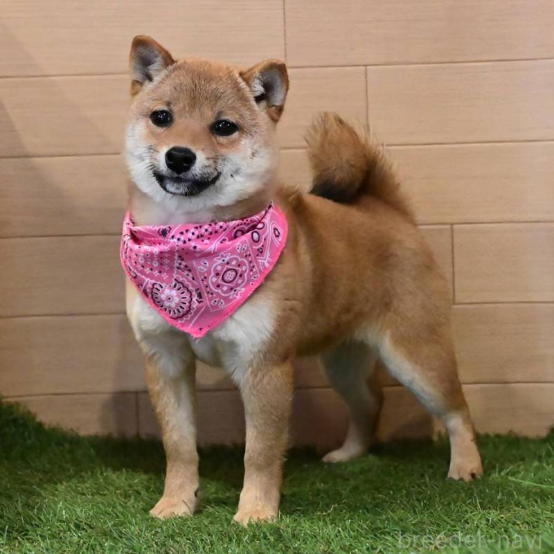 販売中の岡山県の豆柴-428010