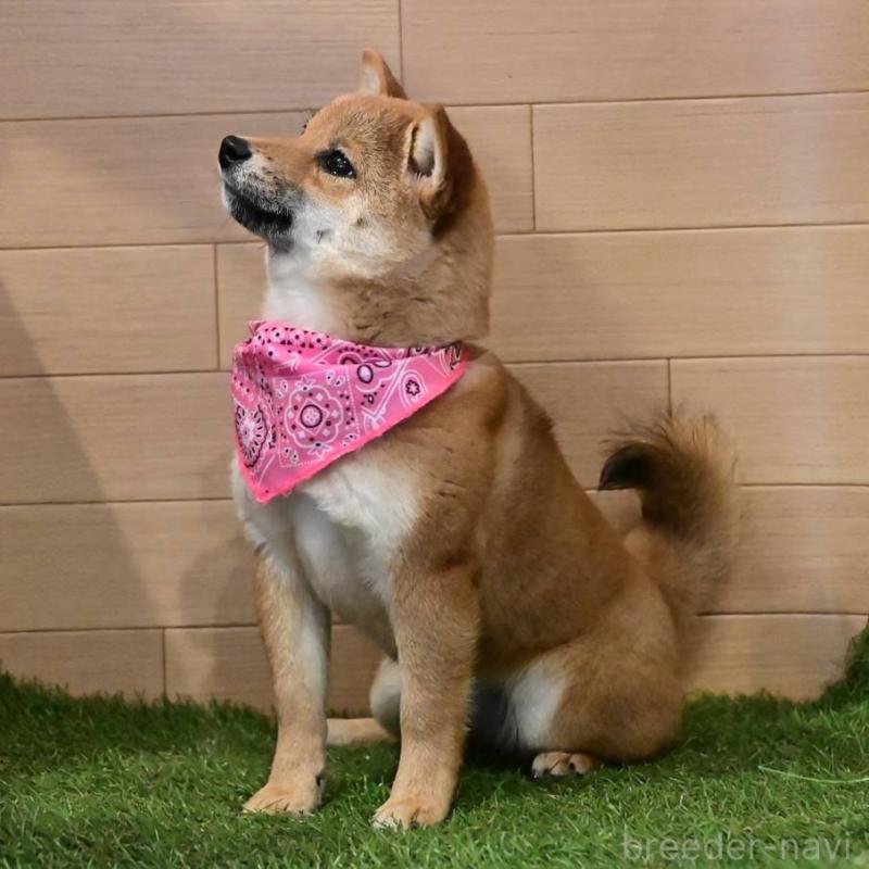 販売中の岡山県の豆柴-428010の6枚目