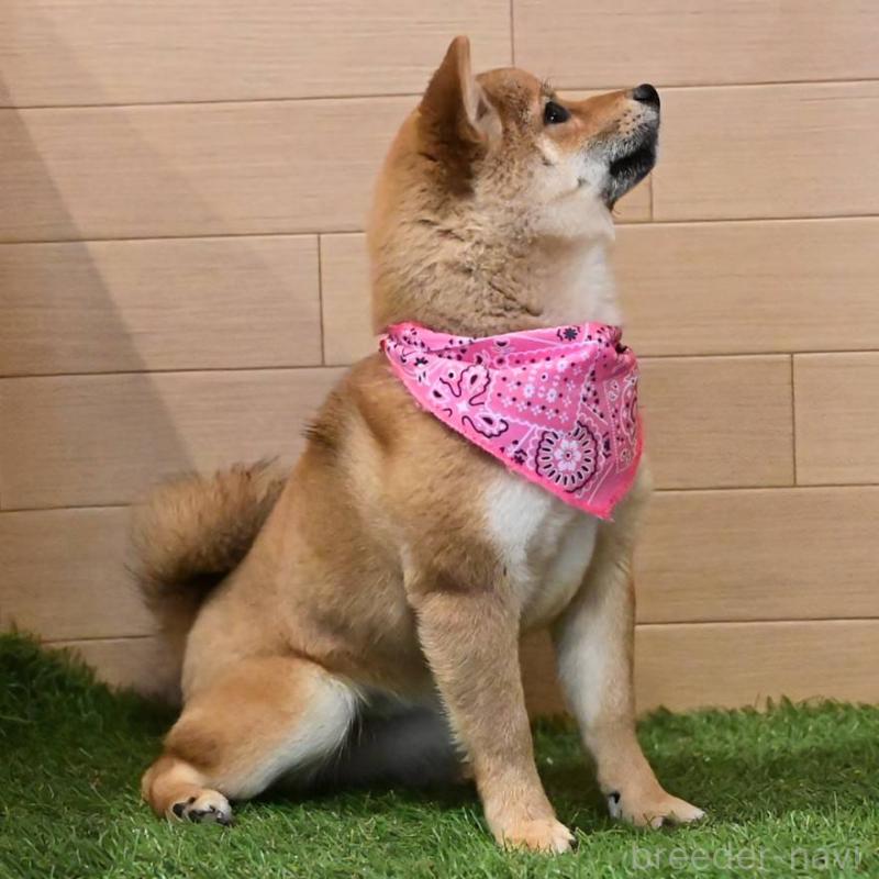 販売中の岡山県の豆柴-428010の5枚目