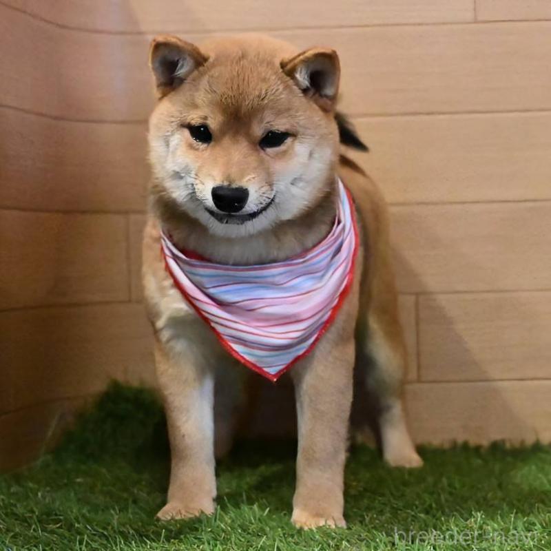 販売中の岡山県の豆柴-428011