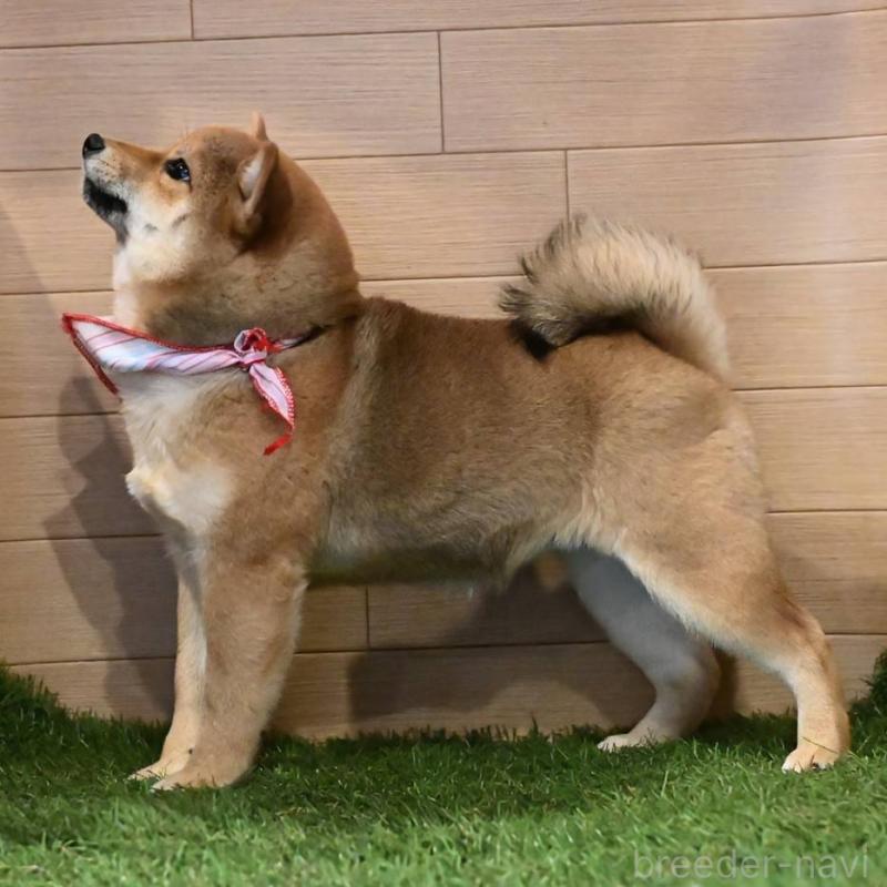 販売中の岡山県の豆柴-428011の6枚目