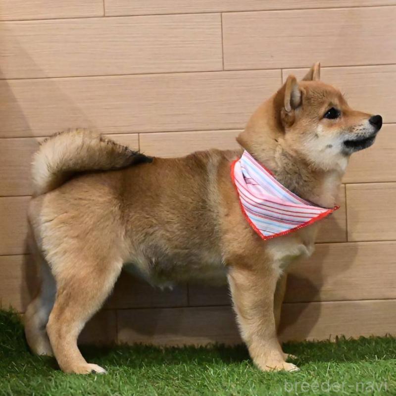 販売中の岡山県の豆柴-428011の5枚目