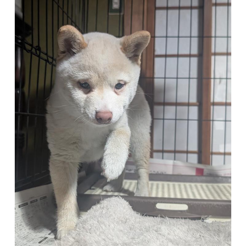 販売中の岡山県の豆柴-440878の3枚目