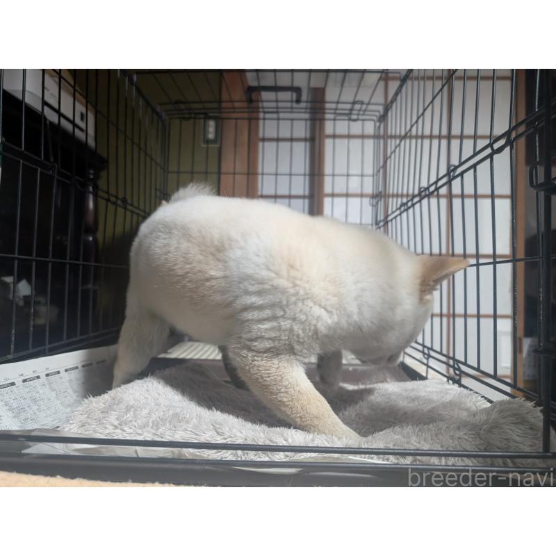 販売中の岡山県の豆柴-440878の2枚目