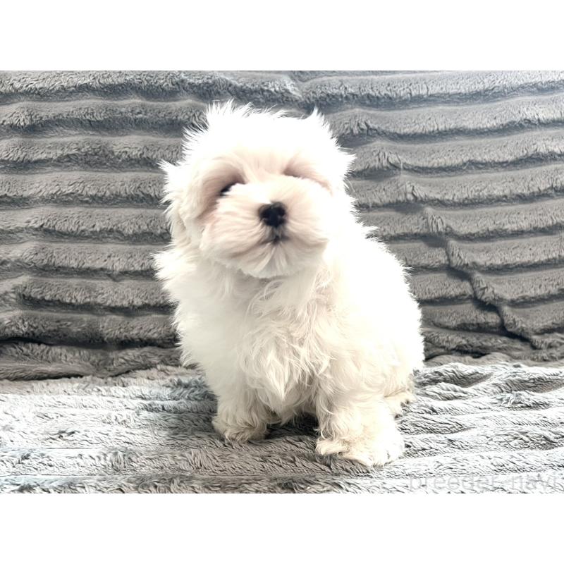 販売中の青森県のマルチーズ-440880の8枚目