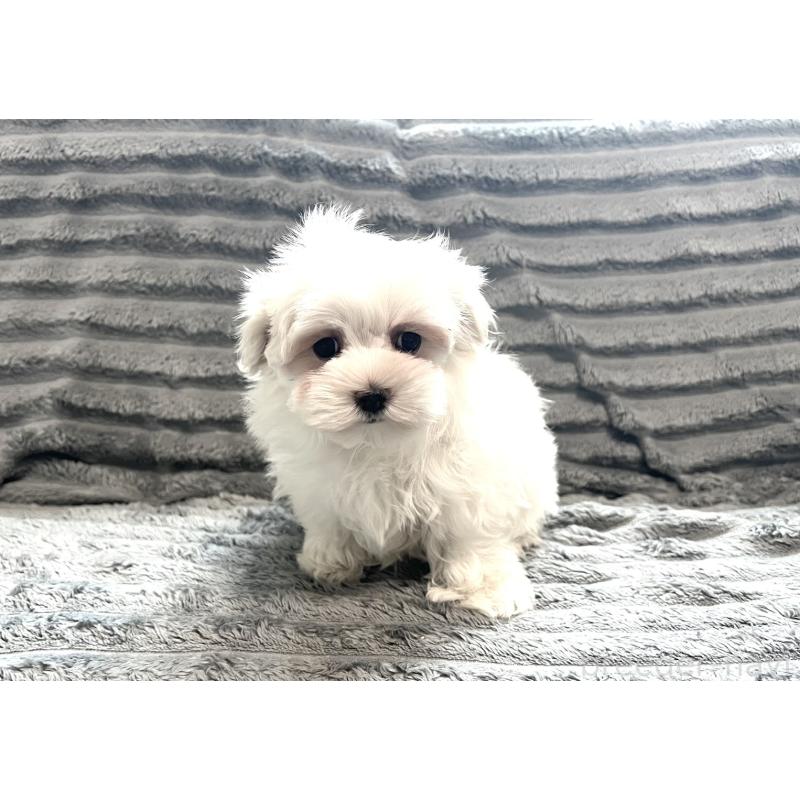 販売中の青森県のマルチーズ-440880の7枚目