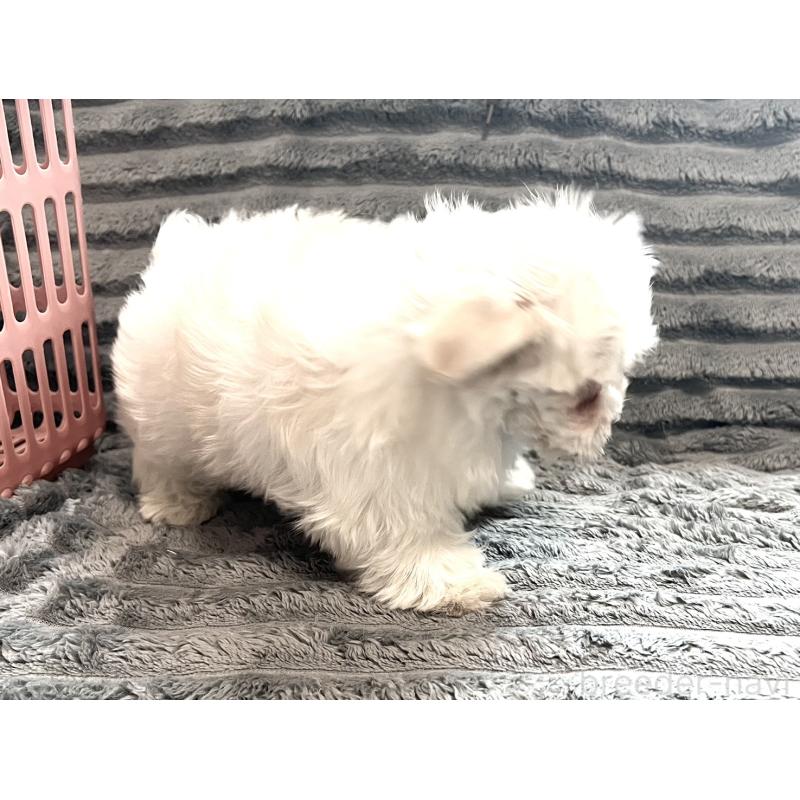 販売中の青森県のマルチーズ-440880の6枚目