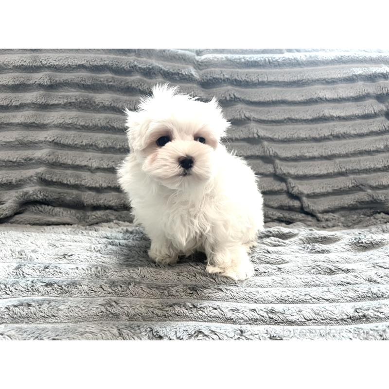 販売中の青森県のマルチーズ-440880の5枚目