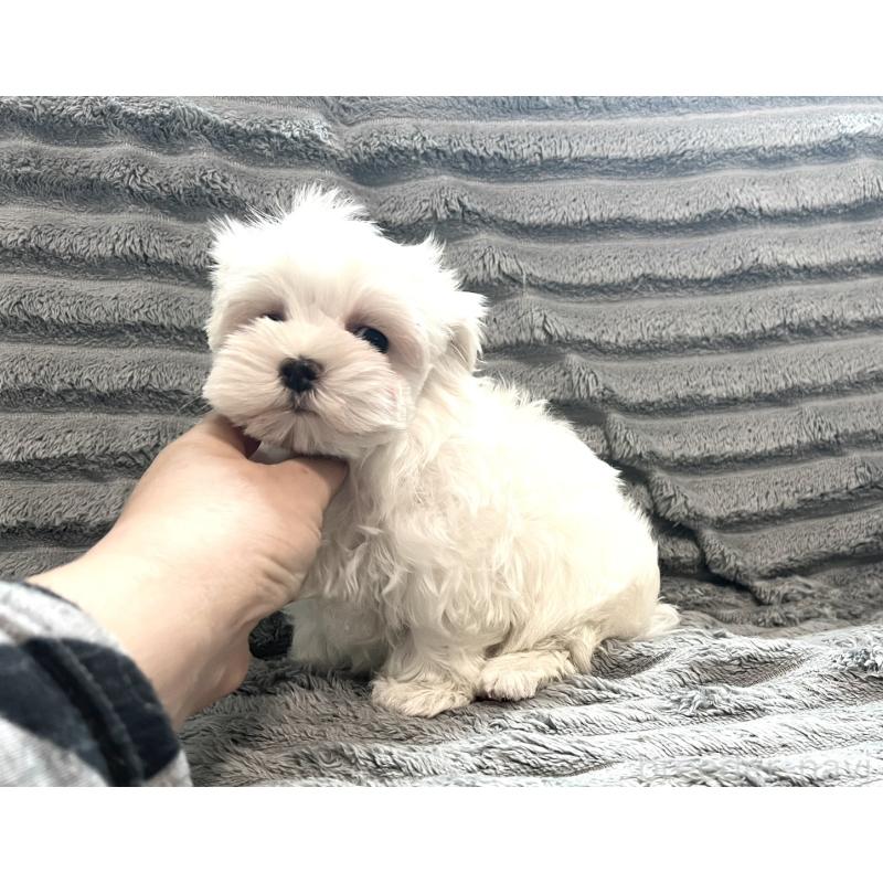 販売中の青森県のマルチーズ-440880の4枚目