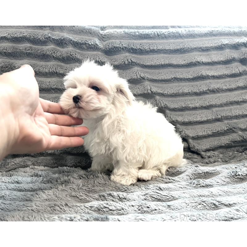 販売中の青森県のマルチーズ-440880の3枚目