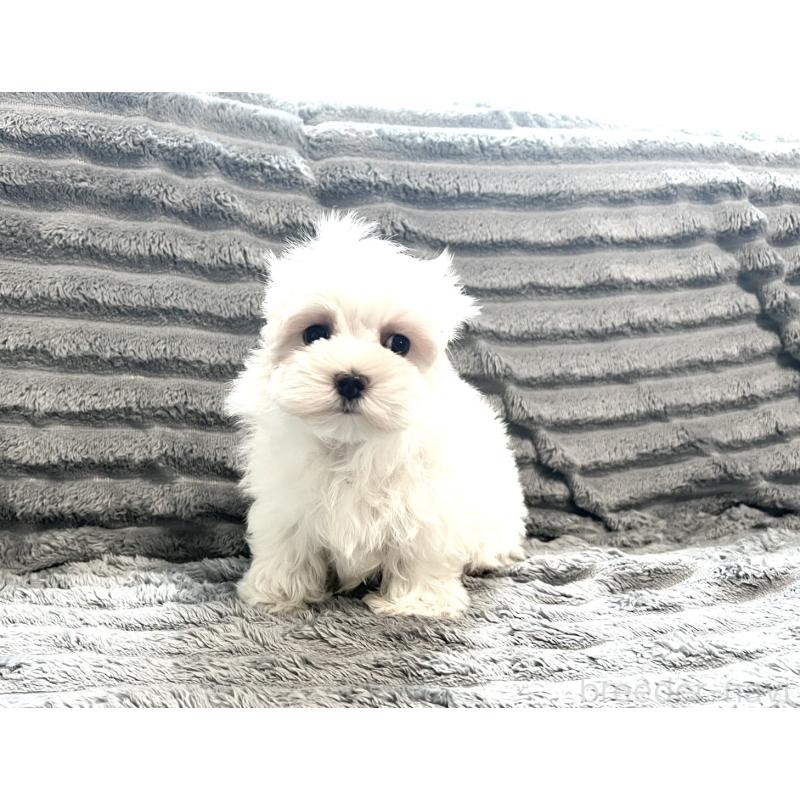 販売中の青森県のマルチーズ-440880の2枚目