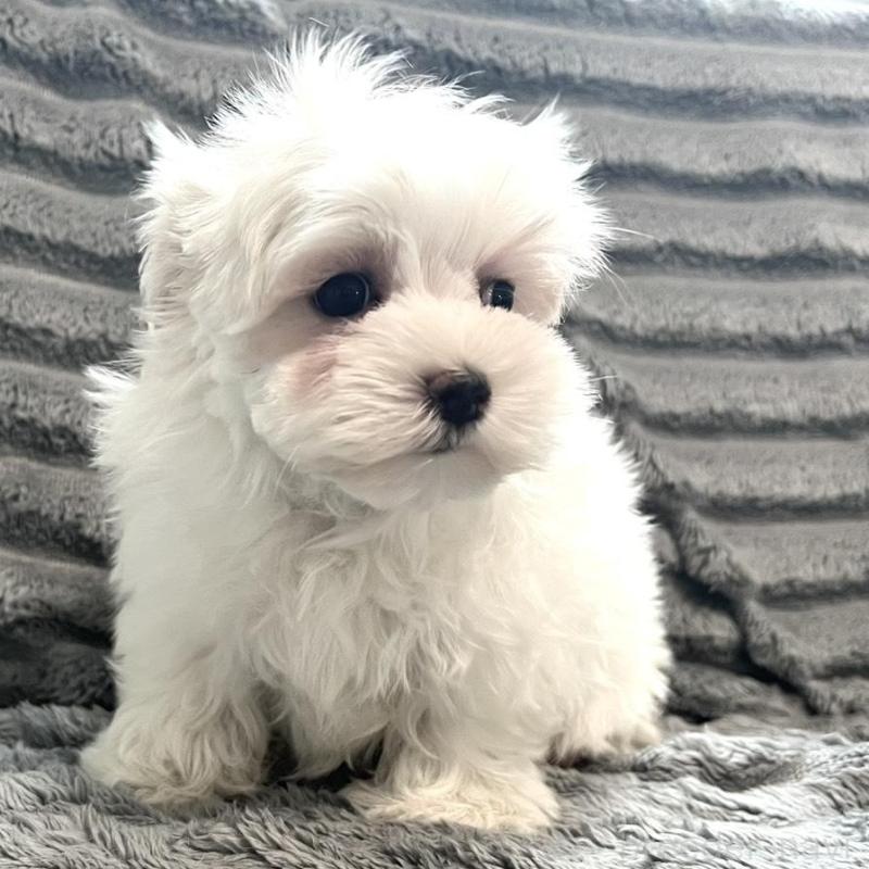 販売中の青森県のマルチーズ-440880の1枚目