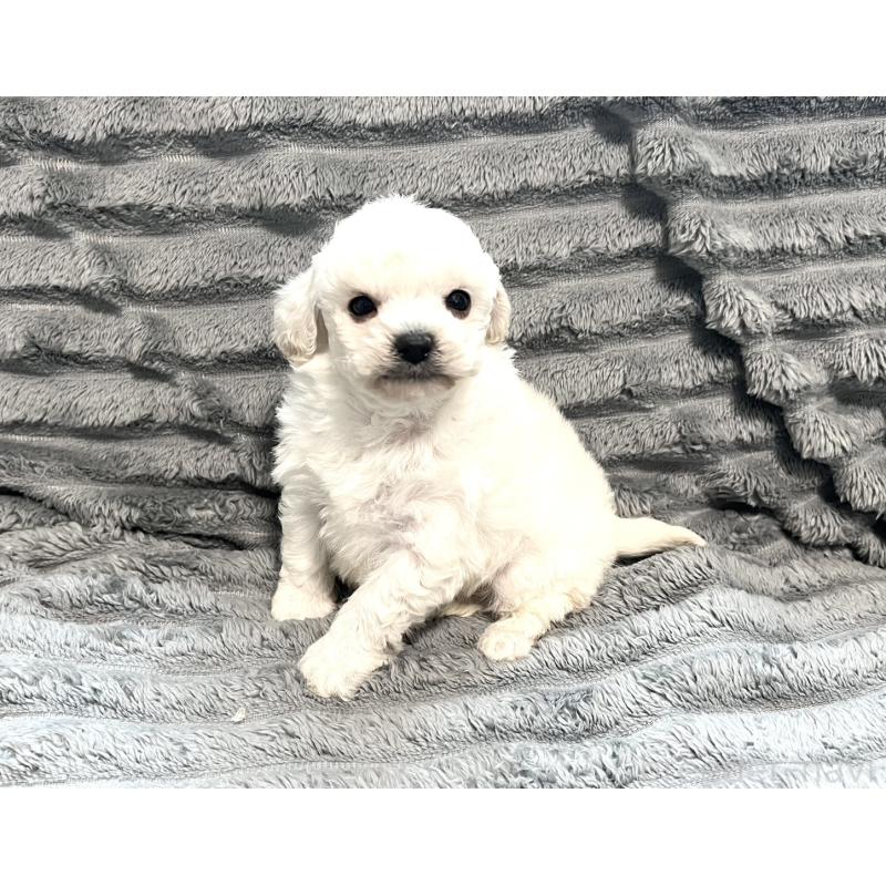 販売中の青森県のティーカッププードル-440881の8枚目