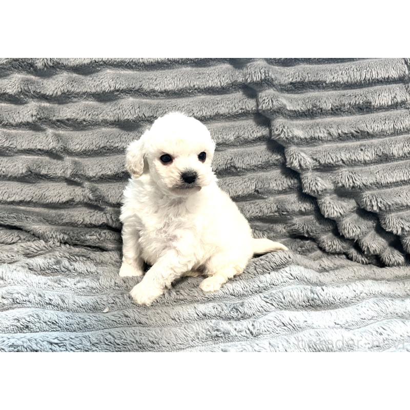 販売中の青森県のティーカッププードル-440881の7枚目