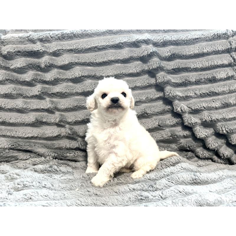 販売中の青森県のティーカッププードル-440881の5枚目