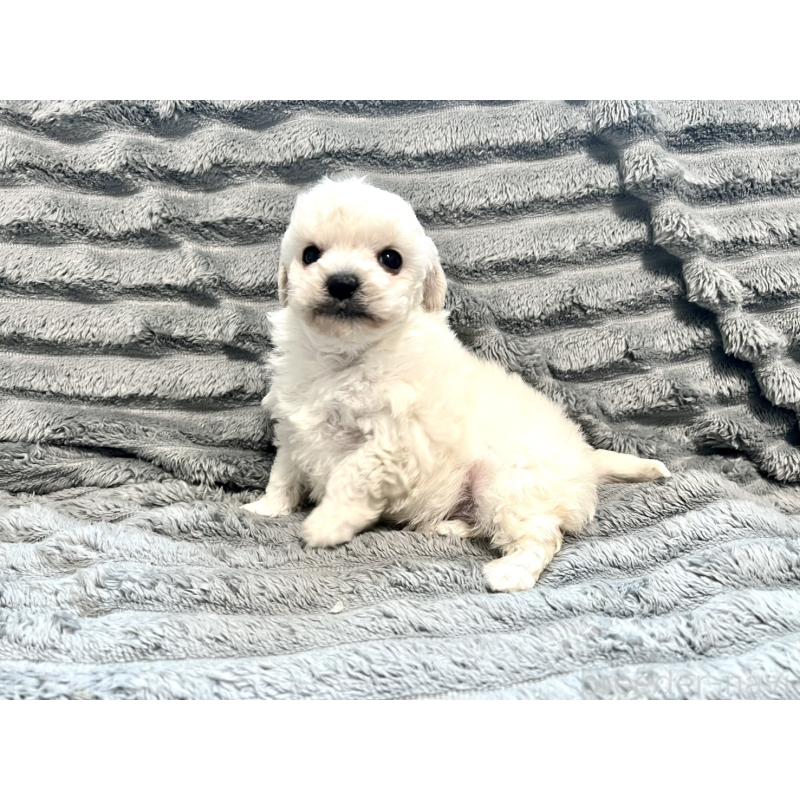 販売中の青森県のティーカッププードル-440881の4枚目