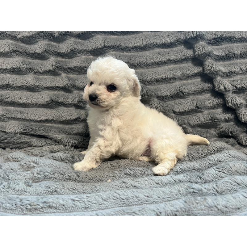 販売中の青森県のティーカッププードル-440881の3枚目