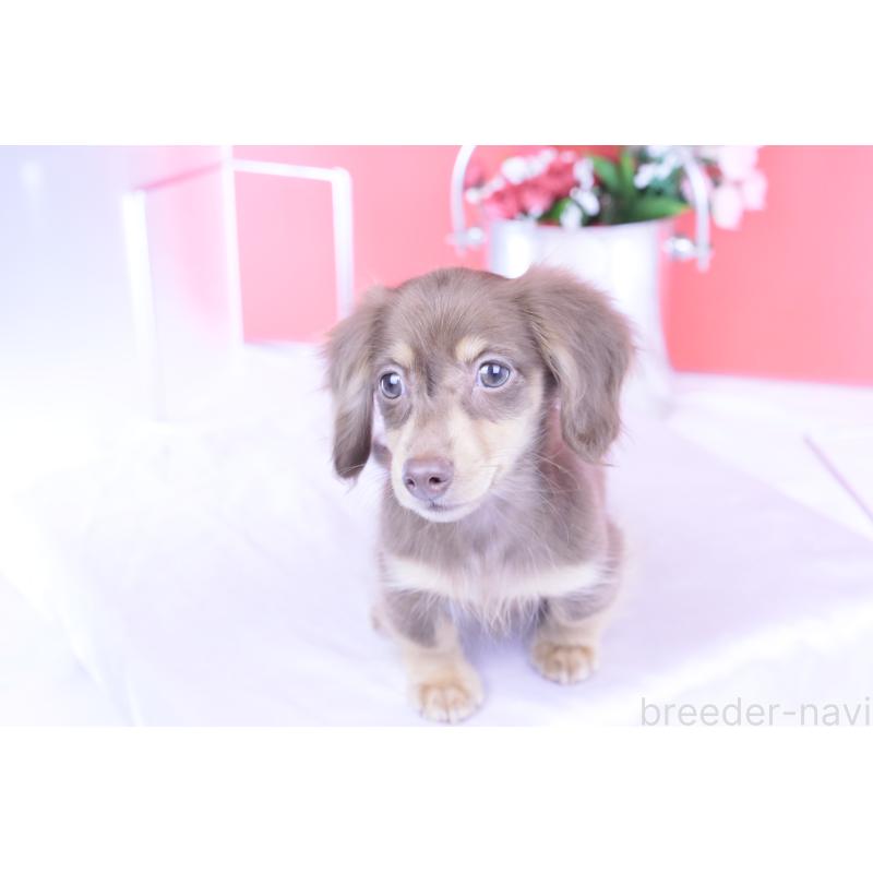 商談中の愛知県のカニンヘンダックスフンド(ロングヘアード)-416360の13枚目