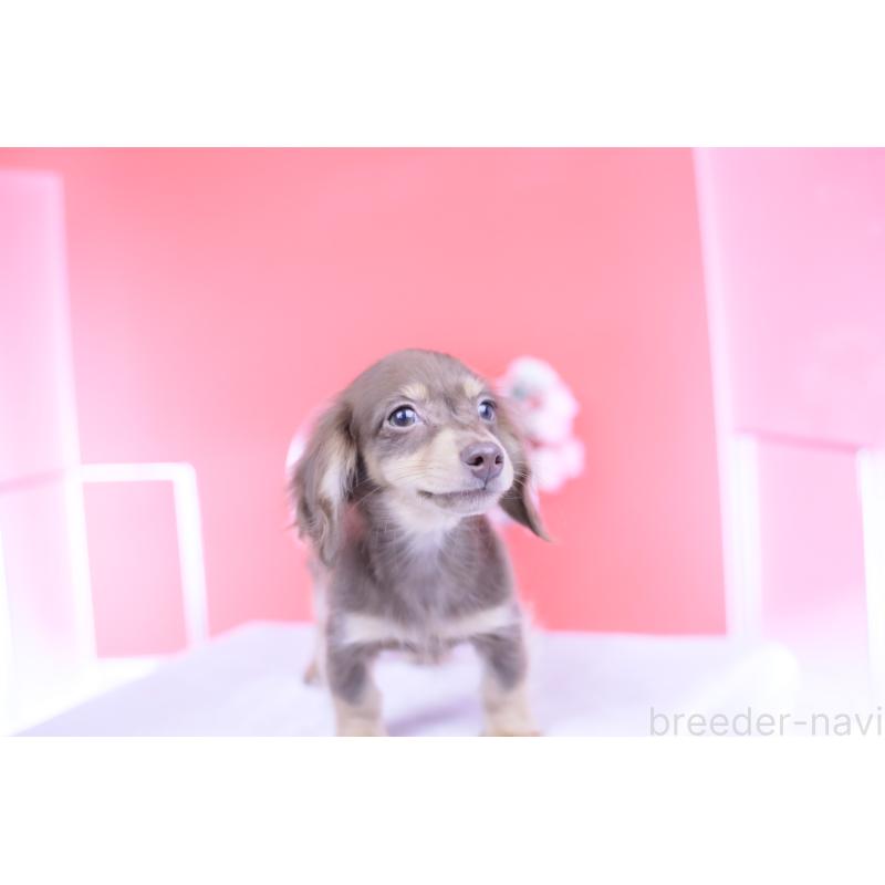 商談中の愛知県のカニンヘンダックスフンド(ロングヘアード)-416360の10枚目