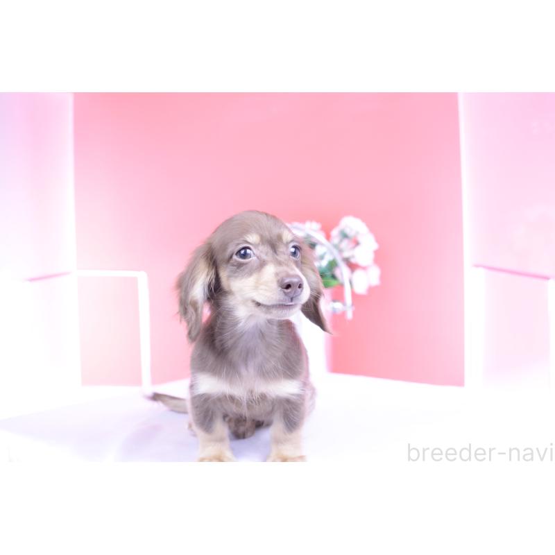 商談中の愛知県のカニンヘンダックスフンド(ロングヘアード)-416360の7枚目