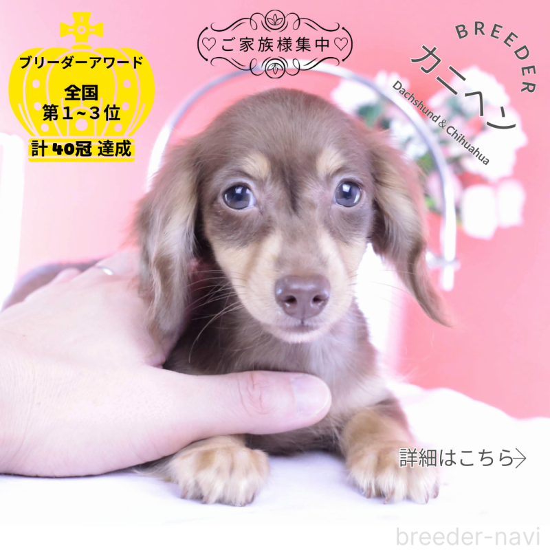 商談中の愛知県のカニンヘンダックスフンド(ロングヘアード)-416360の1枚目