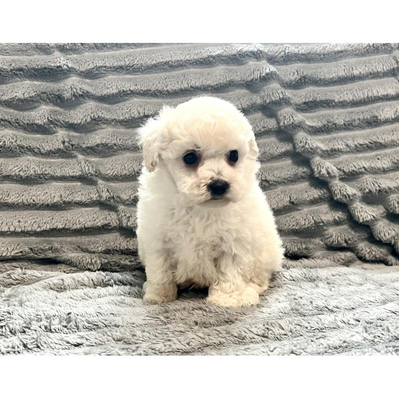 販売中の青森県のタイニープードル-440882の9枚目