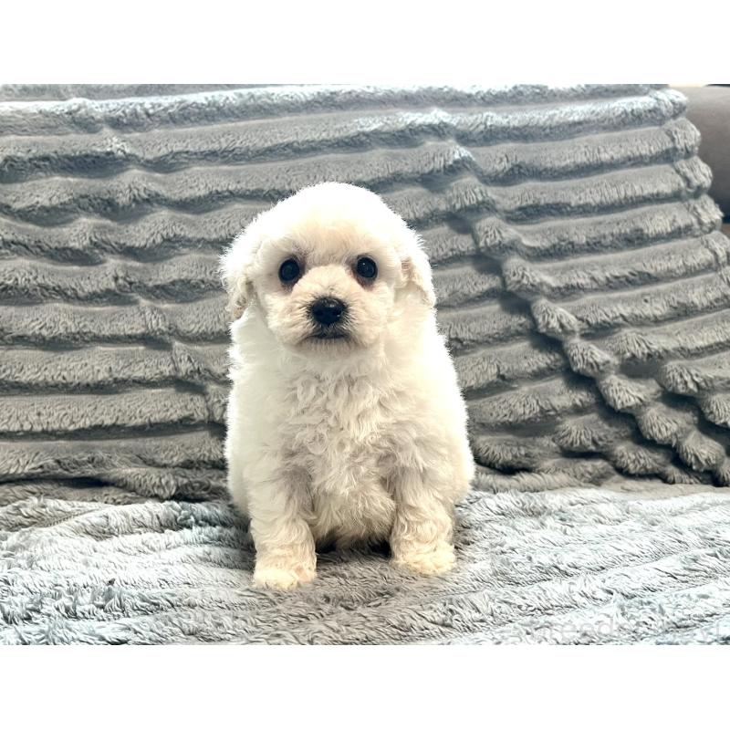 販売中の青森県のタイニープードル-440882の8枚目