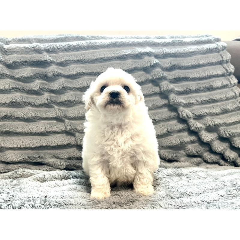 販売中の青森県のタイニープードル-440882の7枚目