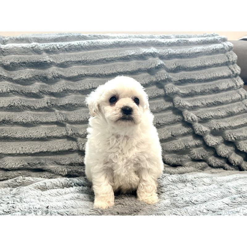 販売中の青森県のタイニープードル-440882の6枚目