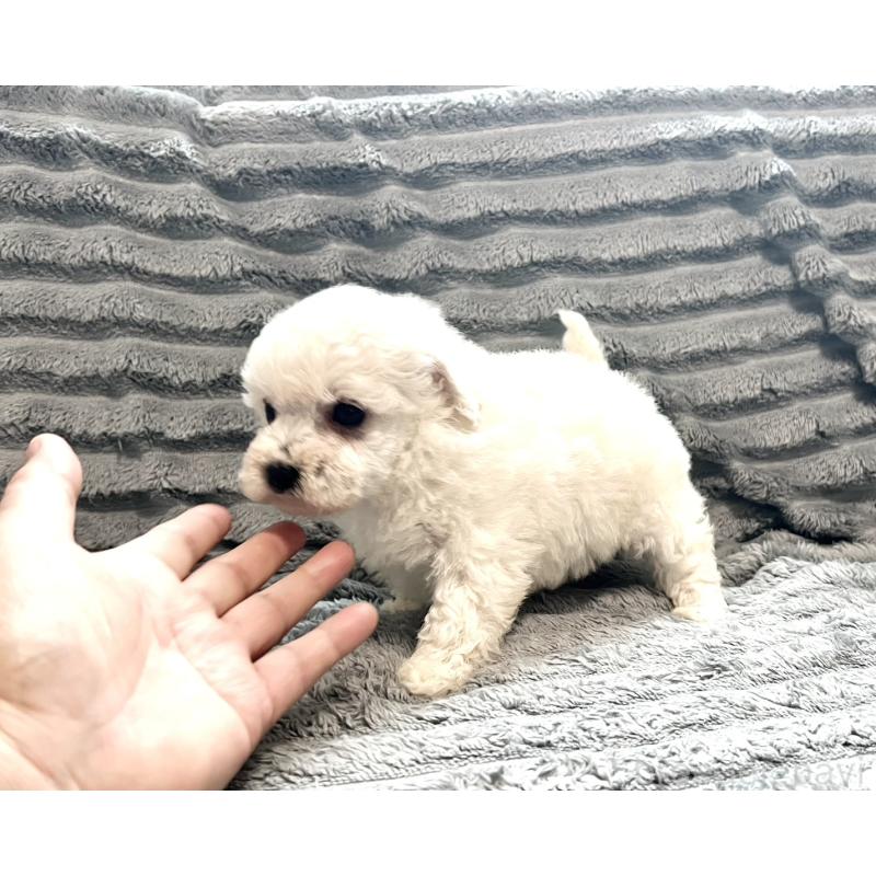 販売中の青森県のタイニープードル-440882の5枚目