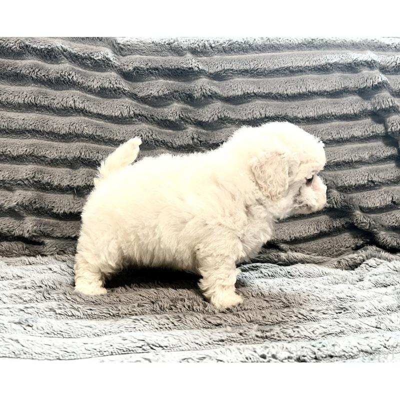 販売中の青森県のタイニープードル-440882の4枚目