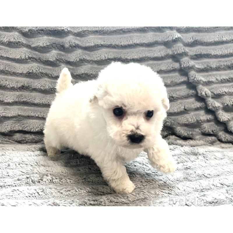 販売中の青森県のタイニープードル-440882の3枚目