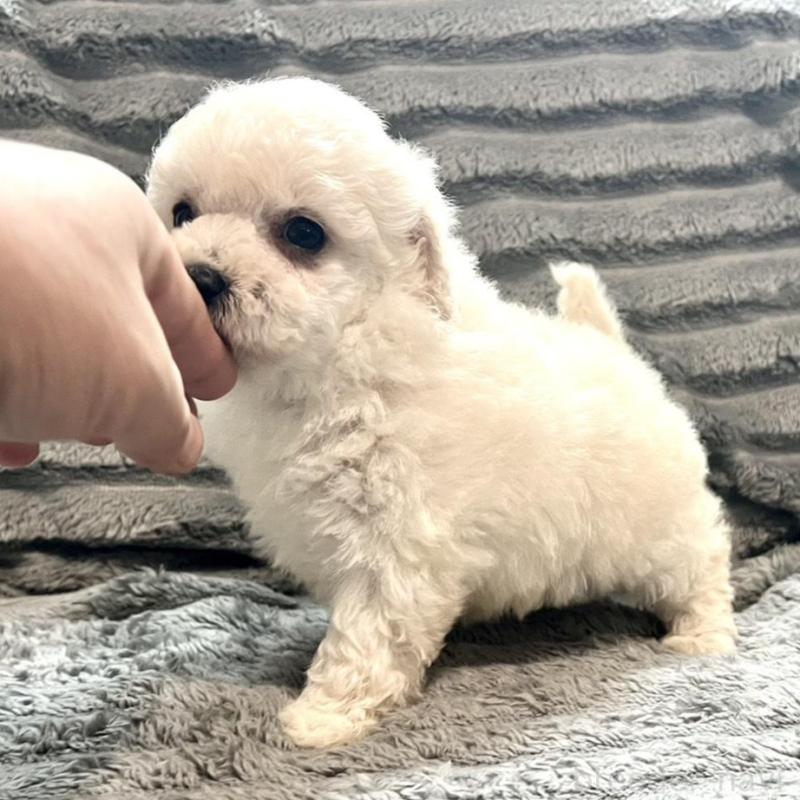 販売中の青森県のタイニープードル-440882の1枚目