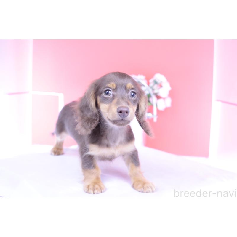 販売中の愛知県のカニンヘンダックスフンド(ロングヘアード)-416358の12枚目