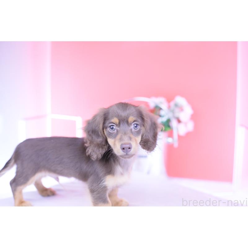 販売中の愛知県のカニンヘンダックスフンド(ロングヘアード)-416358の10枚目