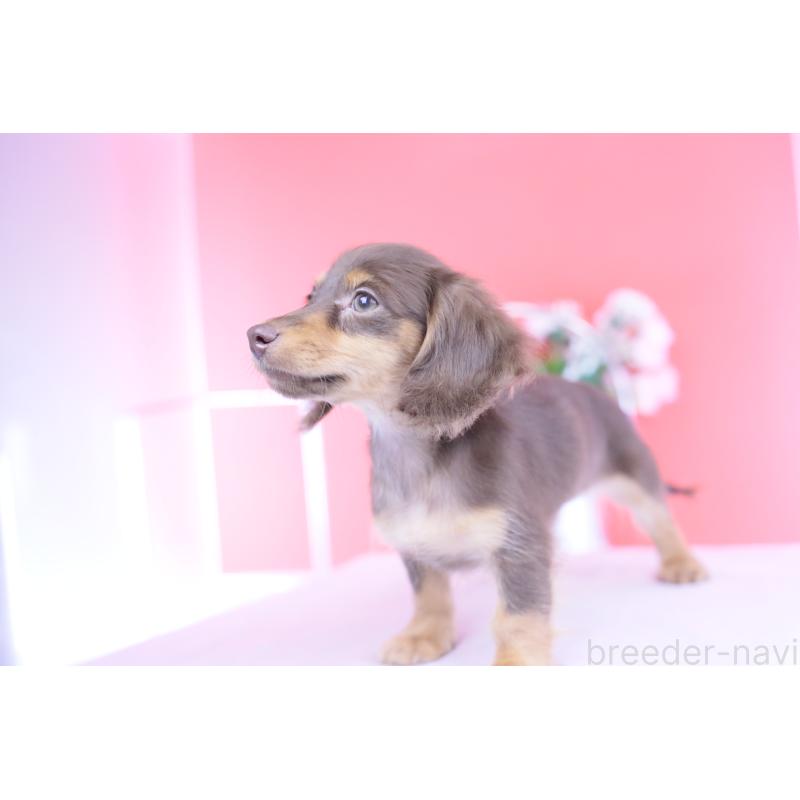 販売中の愛知県のカニンヘンダックスフンド(ロングヘアード)-416358の4枚目