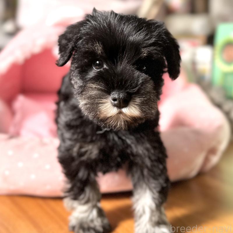 販売中の大阪府のミニチュアシュナウザー-440883の9枚目