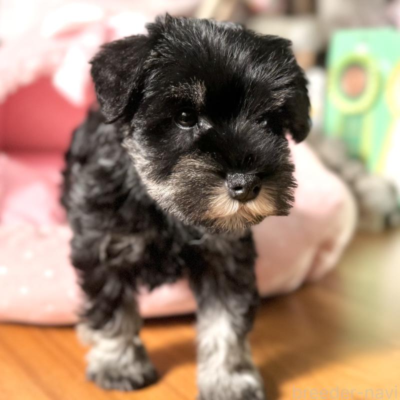 販売中の大阪府のミニチュアシュナウザー-440883の8枚目