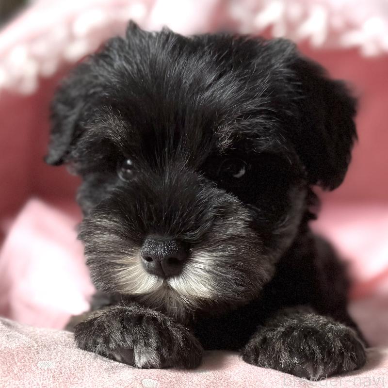 販売中の大阪府のミニチュアシュナウザー-440883の7枚目