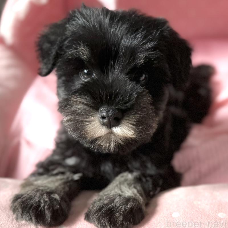 販売中の大阪府のミニチュアシュナウザー-440883の6枚目