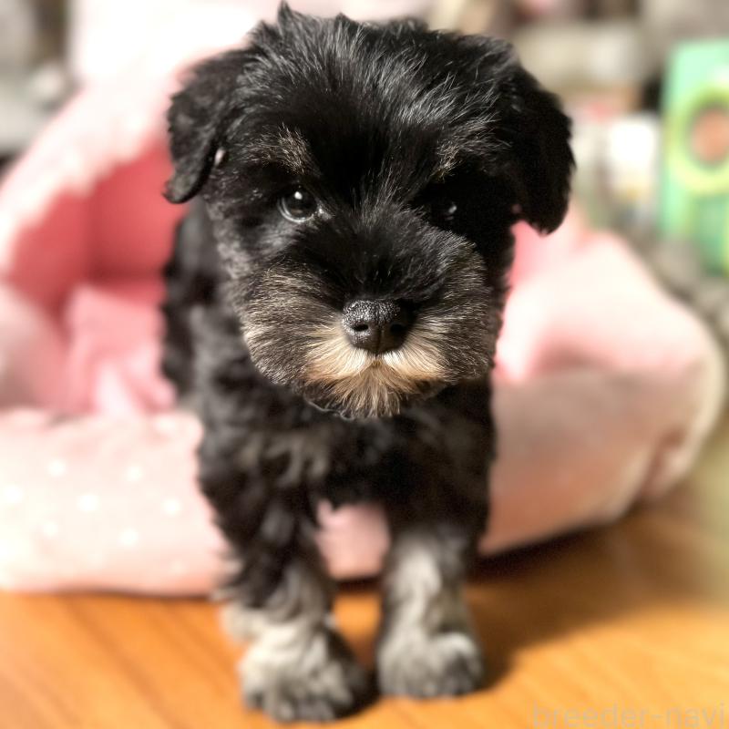 販売中の大阪府のミニチュアシュナウザー-440883の5枚目