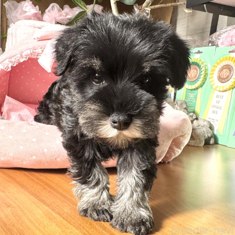 販売中の大阪府のミニチュアシュナウザー-440883の3枚目