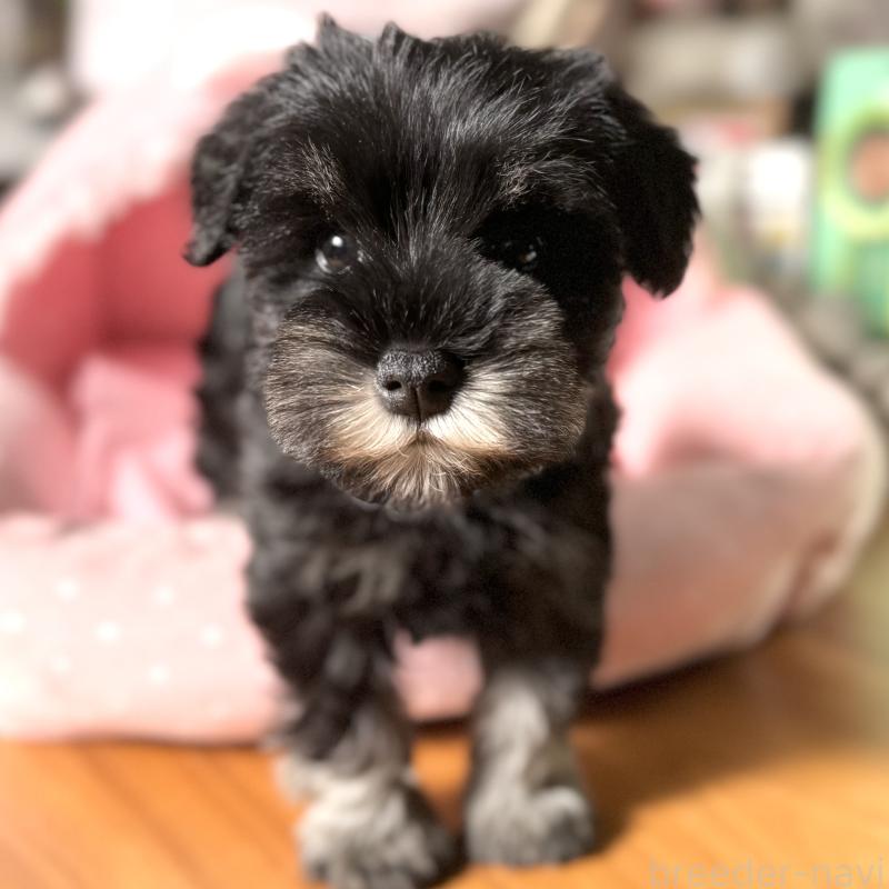 販売中の大阪府のミニチュアシュナウザー-440883の2枚目