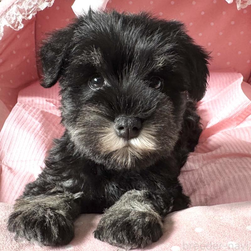 販売中の大阪府のミニチュアシュナウザー-440883