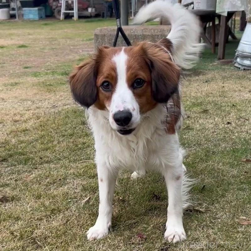 販売中の福岡県のコーイケルホンディエ-427333の3枚目